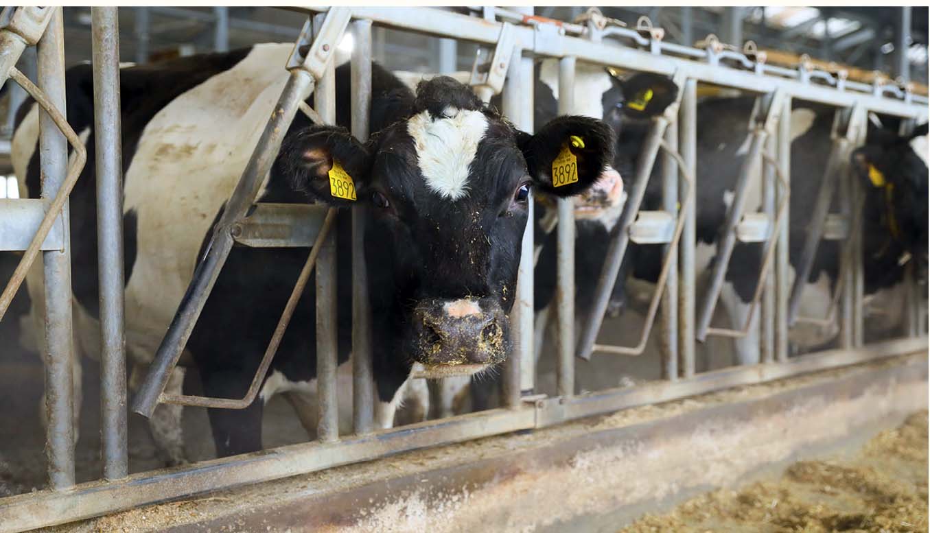 Высоко продуктивная. Высокопродуктивный молочный скот. Высокопродуктивные коровы. Кормление высокопродуктивных коров. Молочное скотоводство размещается преимущественно в районах.