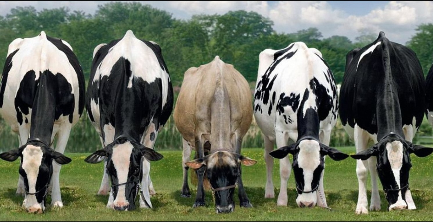 Селекция коров
